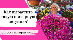 КАК УХАЖИВАТЬ ЗА ПЕТУНИЕЙ, чтобы она всегда была очень пышной и красивой!!! Простые советы!!!