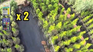 Огнёвка на самшите. Сделайте это и избавитесь навсегда.