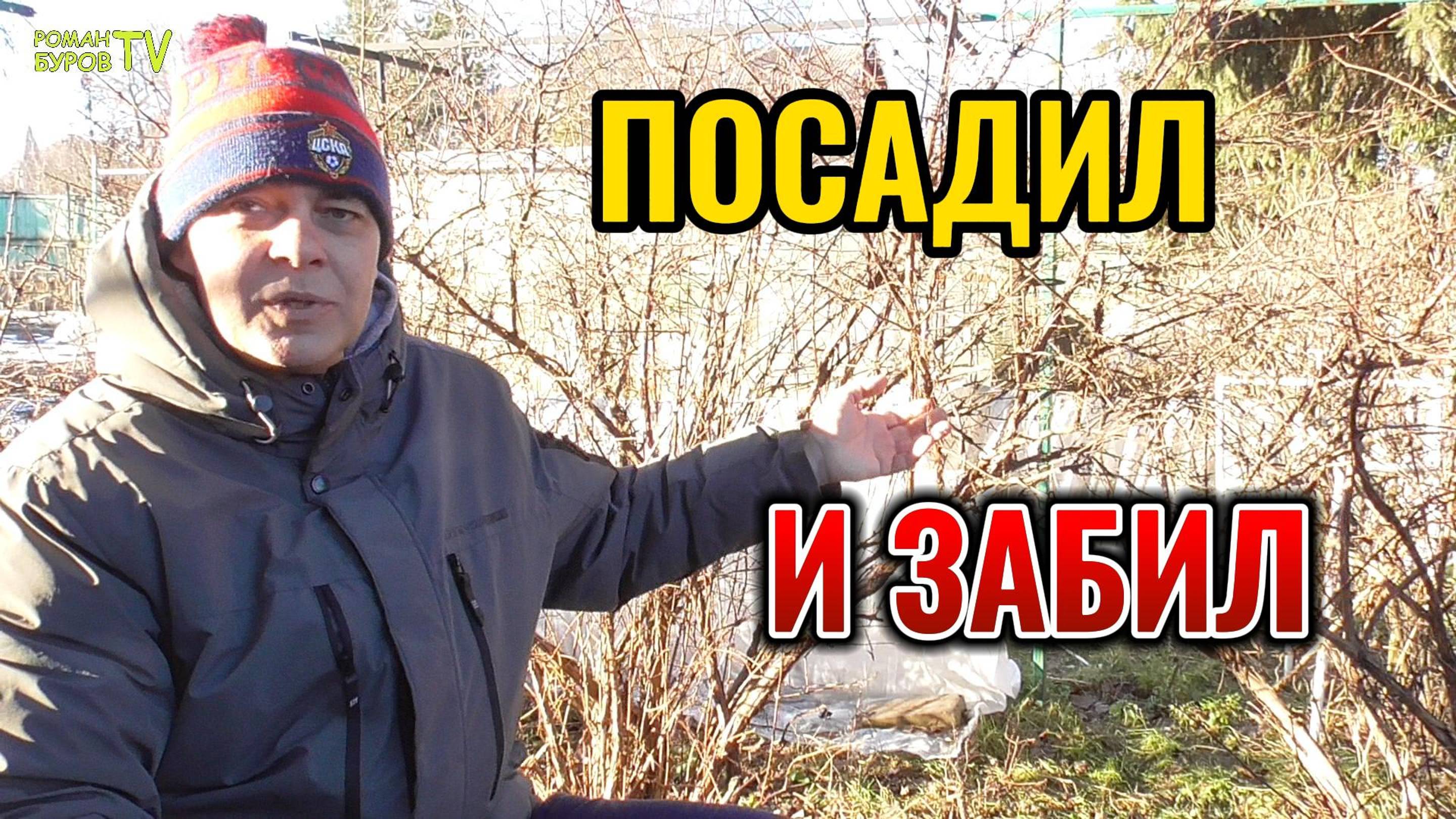 Три ягодных кустарника для дачи 🏡 которые не требуют ухода растут сами 🌿 и ежегодно плодоносят смотреть онлайн