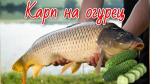 Ловля карпа на кружки