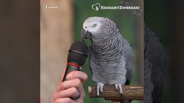 Ta Papuga Jest Po Prostu Genialna! 😀 😝 🔊 Oglądaj Z Włączonym Dźwiękiem 🔊 Polu