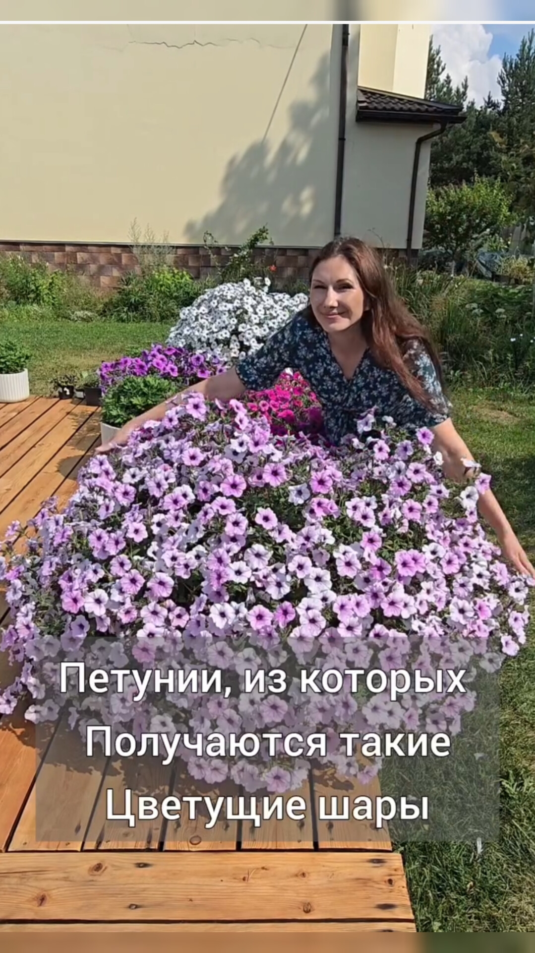 Петунии, из которых Получаются такие огромные цветущие шары💜 смотреть онлайн