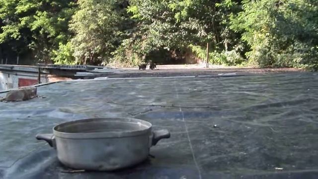 Кому медвежата нужны ?! Видео от 10.08.13. смотреть онлайн