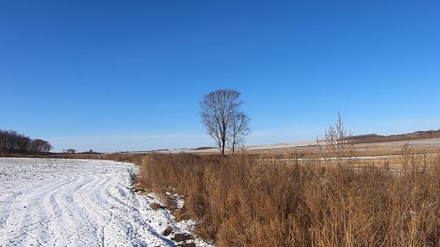 Охота на фазана в Ромненском районе Амурской области. смотреть онлайн