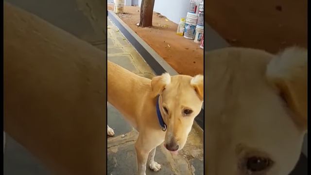 Feeding and playing with my dog(choclate) during lock down time смотреть онлайн