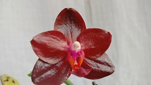 Фаленопсис РУБИ ДАЙМОНД, размер цветка 6 см., ароматный