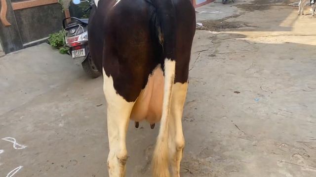 HF cow available for sale in Punganur CS DAIRY FARM PH:9440912406,8897988321 смотреть онлайн