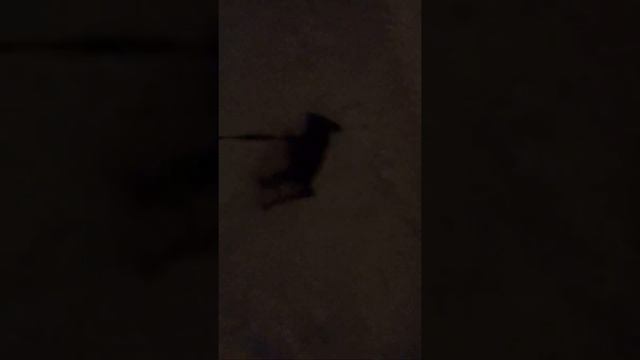 ДОЖДЬ. СНЕГ. ЛЕО. СОБАКА смотреть онлайн