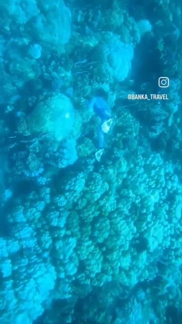 В Египте Акула напала на мальчика и его отца смотреть онлайн
