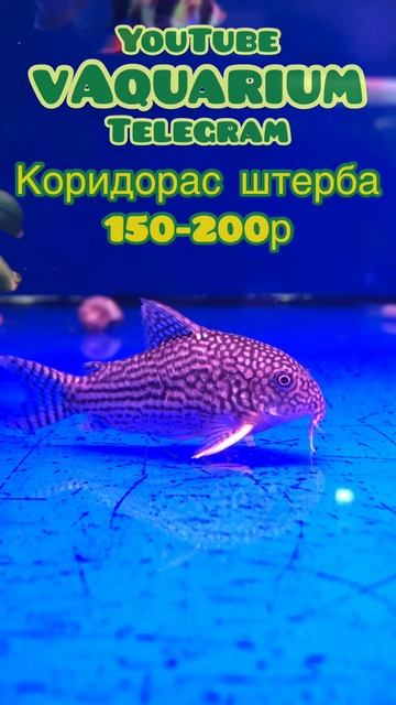 Коридорас штерба аквариумные сомики доставка смотреть онлайн
