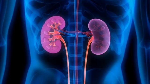 Работа почек смотреть онлайн