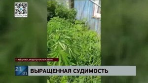 Чисто для себя: за выращивание конопли на приусадебном участке выслушала приговор хабаровчанка