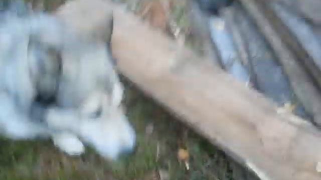 Март слушается команды "нельзя" смотреть онлайн