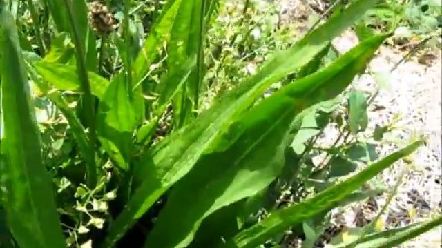 104 - Visite du jardin - Juillet 2017 - 3/3 : le jardin - 29/07/2017 смотреть онлайн