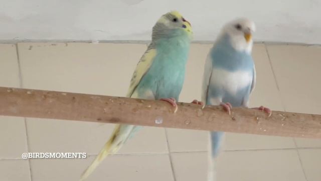 Yuki "Snow" and Cai-Hong "Rainbow" the budgie смотреть онлайн