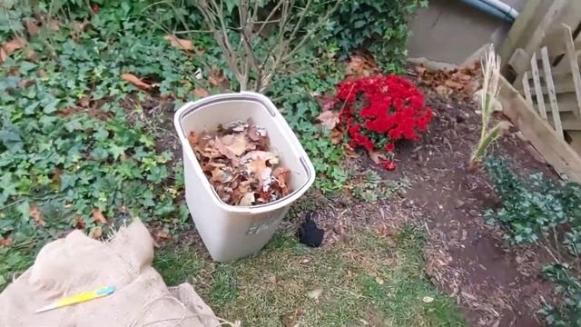 Winterizing a Washingtonia Robusta November 21/20 смотреть онлайн