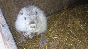 Раздача каши для НУТРИЙ за 2 минуты. 24.12.24