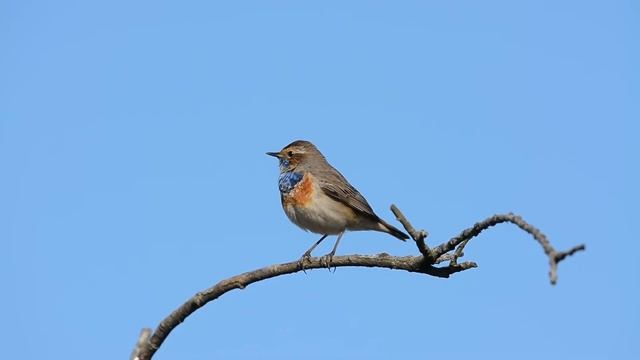 White-spotted Bluethroat смотреть онлайн