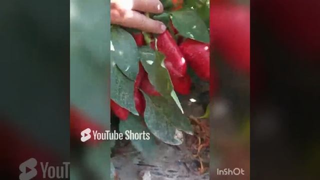 Перец Икселька F1 2022 год, Краснодарский край Sevalsi/Севалси семена