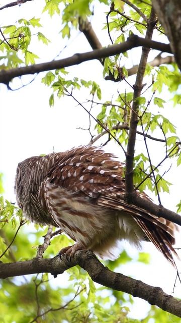 Barred Owl Calling to its mate - #Owl #BarredOwl смотреть онлайн