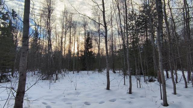 Солнечный день в зимнем лесу. ч.1. Январь 2025 смотреть онлайн