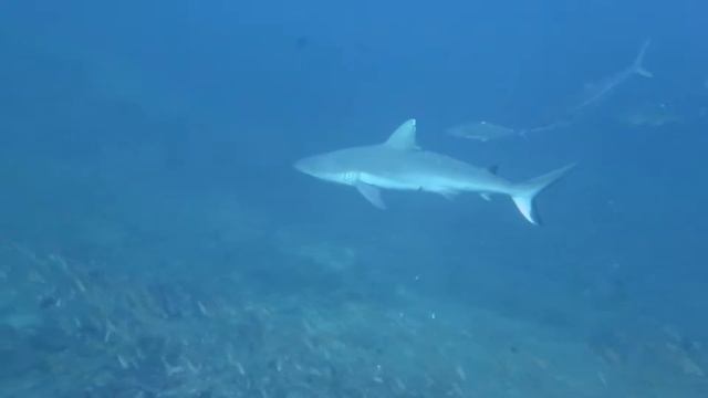 ไล่กวดฉลามสีเทา ตีฟิน 4x100 M смотреть онлайн