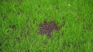 ✔️Какие ошибки можно избежать при посеве газона, что поможет от сорняка и вредителей на участке?