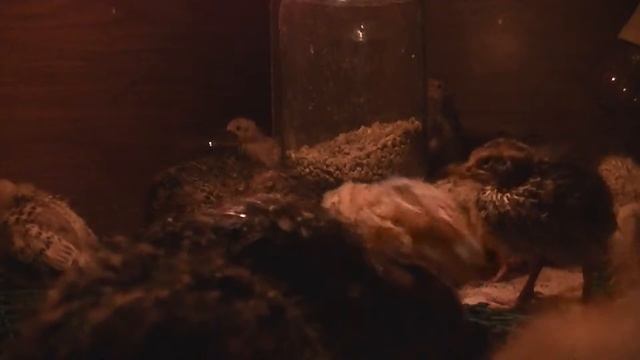 перепелята 9 сутки смотреть онлайн