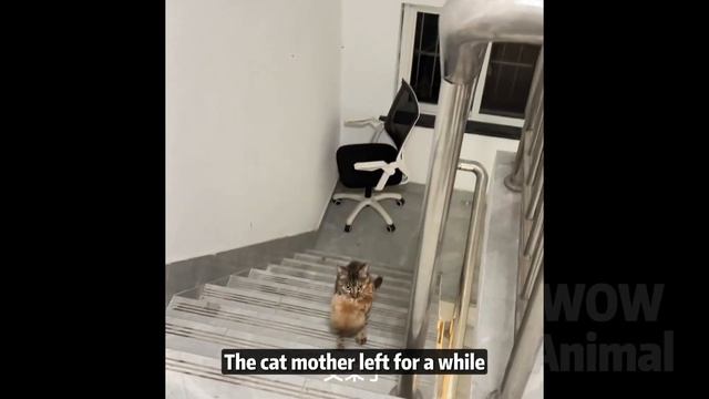 After feeding a stray cat for a week, she came to the door with her seven children смотреть онлайн