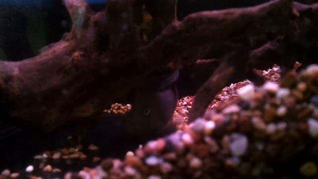 blockhead cichlid смотреть онлайн