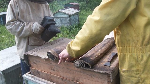Пасека в лесу.Пчелы несут мед.делаем отводки.Проверка одно-рамочных отводков.Обстановка на пасеке. смотреть онлайн