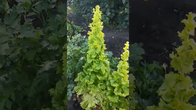 Салат в форме елки смотреть онлайн