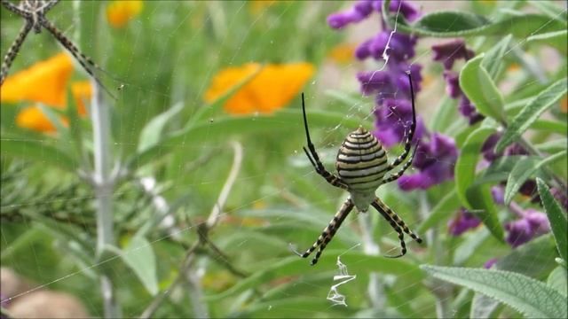 כסופי דק פסים (Argiope trifasciata) смотреть онлайн