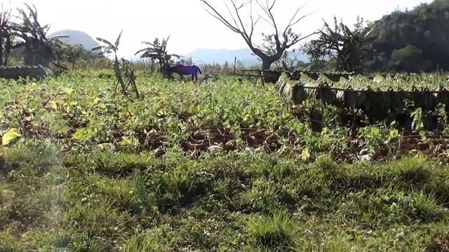 Cuba 2016 смотреть онлайн