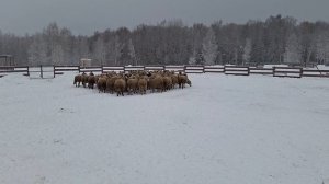 Хантер. бордер колли