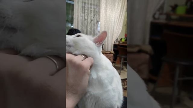 Кошка моего сына, мур Мона. смотреть онлайн