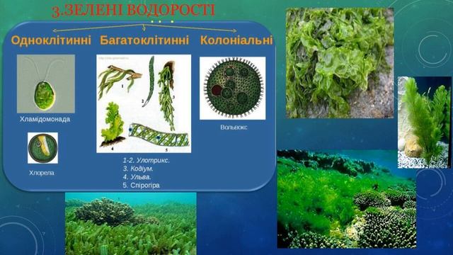 Відеоматеріали до дистанційного заняття за темою "Царство зелені рослини Наземні рослини" смотреть онлайн