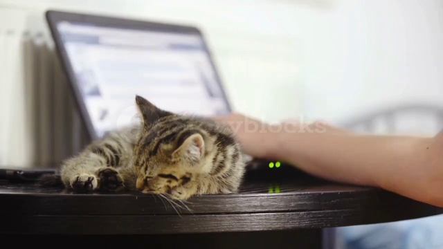 Relaxing Cat sleep beside a pc on table #relaxation #relaxing #sleepsounds #reels #relax #reaction смотреть онлайн