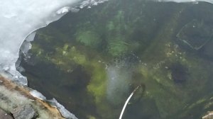 Форель в пруду зимой, небольшой обзор пруда