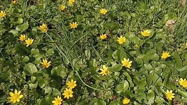 27.03.2024 влогикаждыйдень питомниксобак весна2024 крымскаявесна vlog chihuahuapuppy