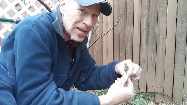 Rue, The Ancient Herb I Use in Coffee – Karl’s Food Forest Garden: S01E092 смотреть онлайн
