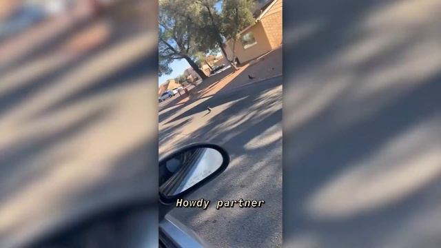 Pigeons wearing tiny cowboy hats mysteriously appear in Las Vegas смотреть онлайн