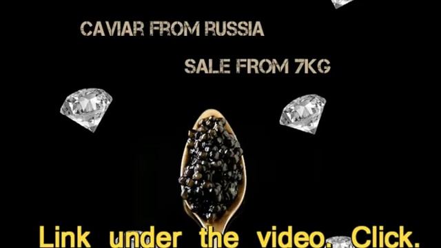 american hackleback caviar смотреть онлайн