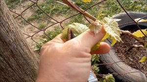 Обрезаю виноград весной - формирование молодого винограда - распускание почек/Новая Жизнь РоМашки