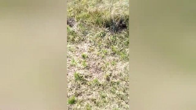 Чайка - обрезка ствола , модэр , фаска , отстрел и ТД. смотреть онлайн