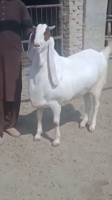 Mashallah heaviest kamori goat смотреть онлайн