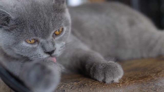 Why is my CAT Acting WEIRD? 🐱 Causes and What to Do смотреть онлайн