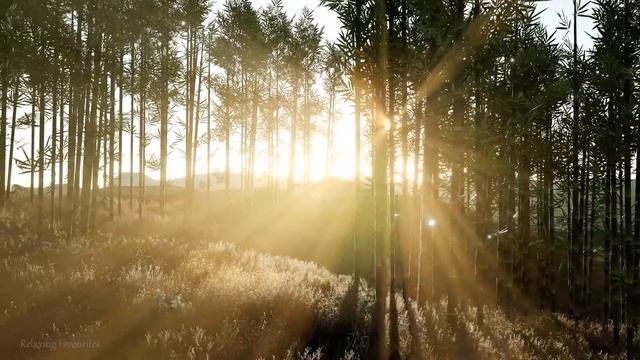 Japan Beautiful Nature with Relaxing Solo Piano Music - Stress Relief, Sleep, Meditation смотреть онлайн