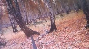 охота на лося