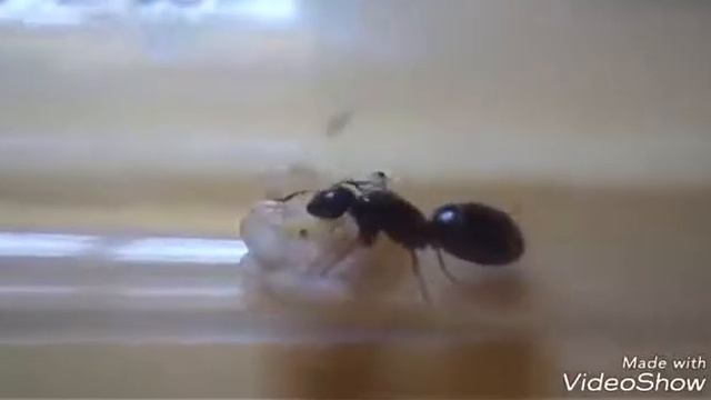 Camponotus fallax поднятие колонии с нуля смотреть онлайн
